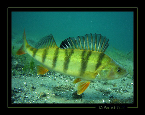 I love watching perch swim but I must confess that I like... by Patrick Tutt 